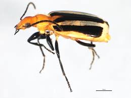 Attēlu rezultāti vaicājumam “Lebia chlorocephala”