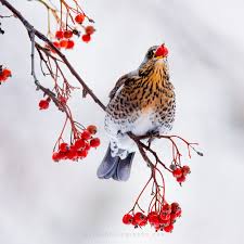 Attēlu rezultāti vaicājumam “Turdus pilaris”