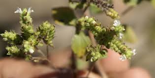 Attēlu rezultāti vaicājumam “Origanum vulgare bud”