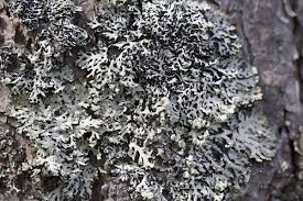 Attēlu rezultāti vaicājumam “Hypogymnia vittata”