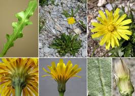 Attēlu rezultāti vaicājumam “Leontodon hispidus fruit”