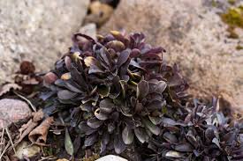 Attēlu rezultāti vaicājumam “Polygala amarella leaf”