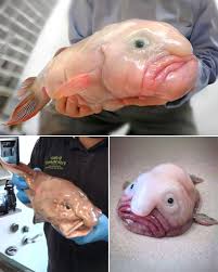 Image result for blobfish