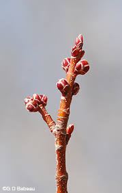 Attēlu rezultāti vaicājumam “Acer saccharinum bud”