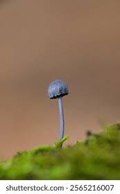 Attēlu rezultāti vaicājumam “Mycena pseudocorticola”