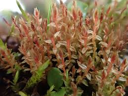 Attēlu rezultāti vaicājumam “Bryum weigelii”