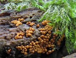 Attēlu rezultāti vaicājumam “Oligonema persimile”