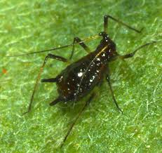 Attēlu rezultāti vaicājumam “Macrosiphoniella absinthii”