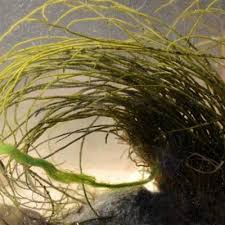 Attēlu rezultāti vaicājumam “Lemanea fluviatilis”