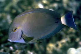 Image result for Acanthurus blochii