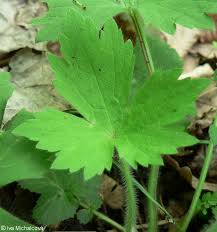 Attēlu rezultāti vaicājumam “Ranunculus lanuginosus”