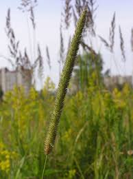 Attēlu rezultāti vaicājumam “Phleum phleoides fruit”