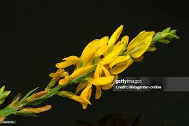 Image result for Genista tinctoria