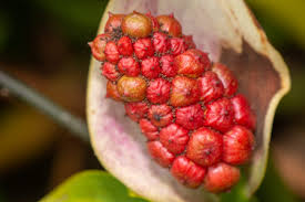 Attēlu rezultāti vaicājumam “Calla palustris fruit”