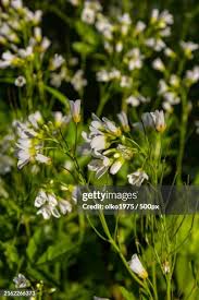 Attēlu rezultāti vaicājumam “Cardamine amara flower”