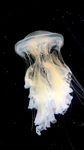 Image result for Phacellophora camtschatica