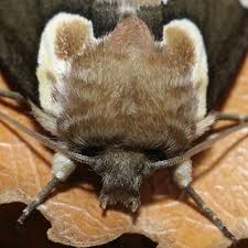 Attēlu rezultāti vaicājumam “Thyatira batis imago”