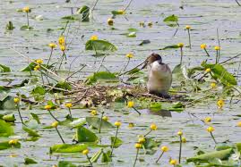 Attēlu rezultāti vaicājumam “Podiceps cristatus nest”