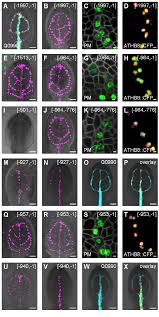 Image result for  N   E       O X j   O