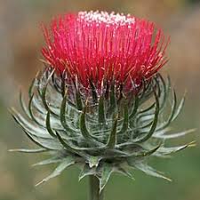 Attēlu rezultāti vaicājumam “Cirsium x rigens flower”