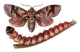 Attēlu rezultāti vaicājumam “Cossus cossus imago”