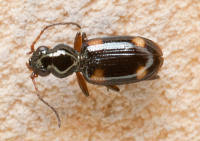 Attēlu rezultāti vaicājumam “Bembidion litorale”