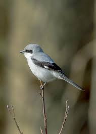 Attēlu rezultāti vaicājumam “Lanius excubitor adult”