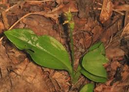 Attēlu rezultāti vaicājumam “Liparis loeselii leaf”