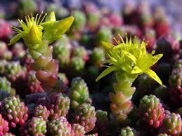 Attēlu rezultāti vaicājumam “Sedum sexangulare”