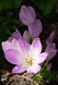 Attēlu rezultāti vaicājumam “Colchicum autumnale flower”