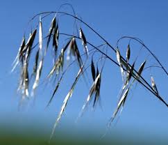 Attēlu rezultāti vaicājumam “Anisantha tectorum fruit”