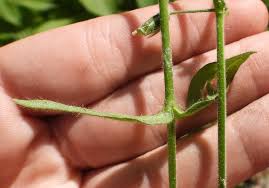 Attēlu rezultāti vaicājumam “Cerastium holosteoides leaf”