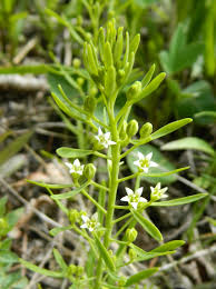 Attēlu rezultāti vaicājumam “Thesium ebracteatum leaf”