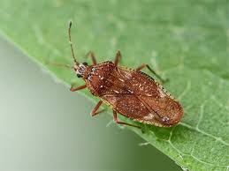 Attēlu rezultāti vaicājumam “Physatocheila smreczynskii”