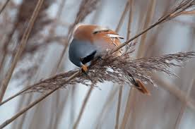 Attēlu rezultāti vaicājumam “Panurus biarmicus male”