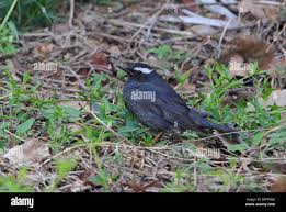 Image result for Zoothera sibirica