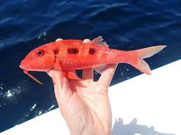 Image result for Pseudupeneus maculatus