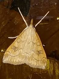 Attēlu rezultāti vaicājumam “Udea lutealis”