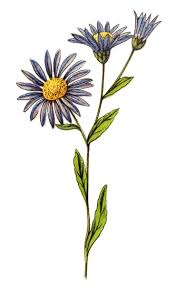 Image result for Aster amellus