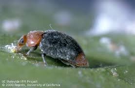 Image result for Cryptolaemus