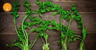 Image result for Petersilie