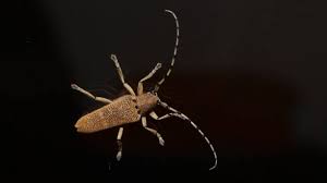 Attēlu rezultāti vaicājumam “Saperda carcharias”