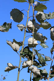 Attēlu rezultāti vaicājumam “Populus x jackii”