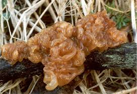 Attēlu rezultāti vaicājumam “Tremella foliacea”