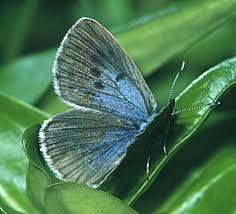 Attēlu rezultāti vaicājumam “Maculinea alcon female”