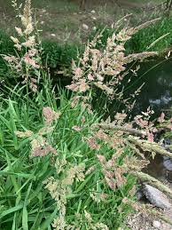 Attēlu rezultāti vaicājumam “Phalaroides arundinacea fruit”