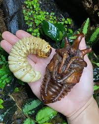 Attēlu rezultāti vaicājumam “Acronicta megacephala larva”