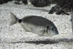Image result for Diplodus ascensionis