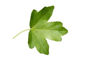 Attēlu rezultāti vaicājumam “Acer campestre leaf”