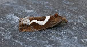 Attēlu rezultāti vaicājumam “Epiblema foenella”